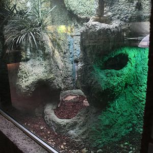 Reptile House (Sheltopusik exhibit)