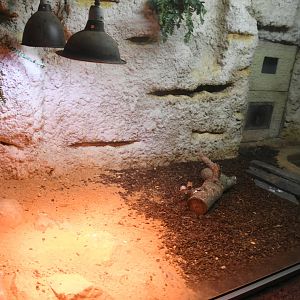 Reptile House (Savanna Monitor exhibit)