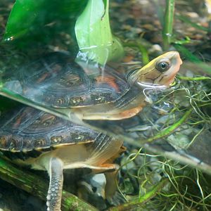 Golden-Headed Box Turtle (Cuora aurocapitata)