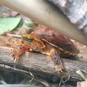McCord's Box Turtle (Cuora mccordi)