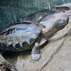Painted Batagur (Batagur borneoensis)