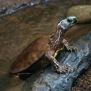 Black-Breasted Leaf Turtle (Geoemyda spengleri)