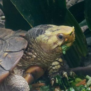 Sulawesi Forest Turtle (Leucocephalon yuwonoi)