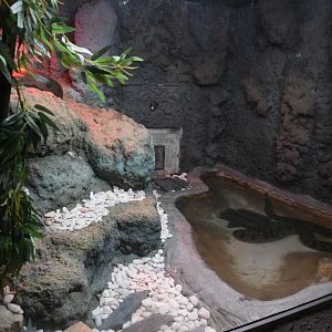 Reptile House (Green Anaconda exhibit)