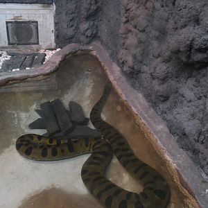 Green Anaconda