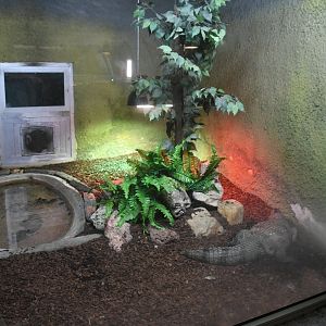 Reptile House (Spectacled Caiman exhibit)
