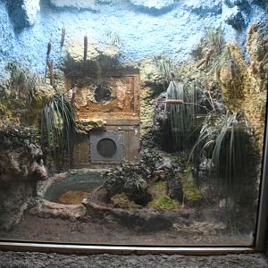 Reptile House (Cane Toad exhibit)