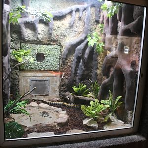 Reptile House (Taiwanese Beauty Snake exhibit)