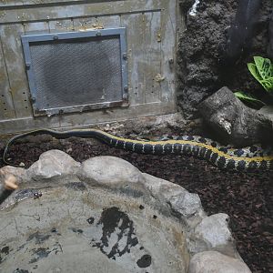 Taiwanese Beauty Snake