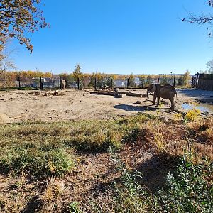 African Elephant Exhibit