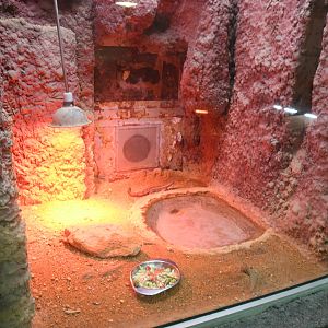 Reptile House (Sudan Plated Lizard exhibit)