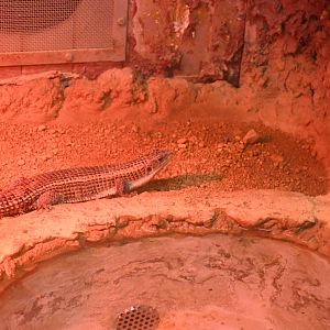 Sudan Plated Lizard