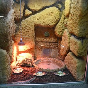 Reptile House (Eastern Blue-tongue Skink exhibit)