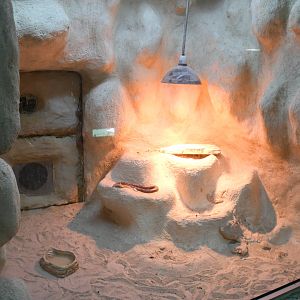 Reptile House (Indian Sand Boa exhibit)