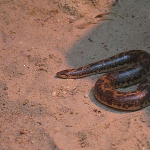 Indian Sand Boa