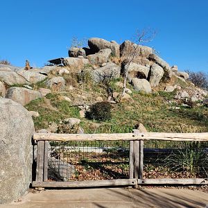 African Lion Exhibit