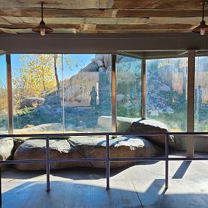 African Lion Indoor Viewing