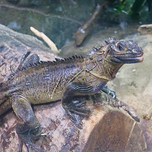 Philippine Sailfin Lizard (Hydrosaurus pustulatus)
