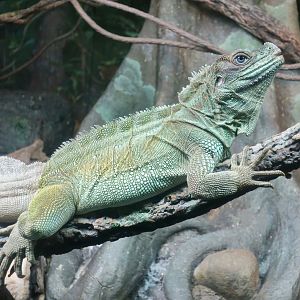 Weber's Sailfin Lizard (Hydrosaurus weberi)