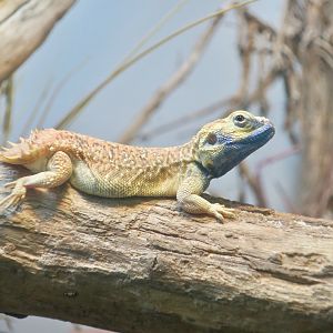 Shield-Tailed Agama (Xenagama taylori)