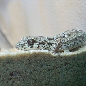 Carrot-Tailed Viper Gecko (Hemidactylus imbricatus)