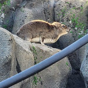 Hyrax