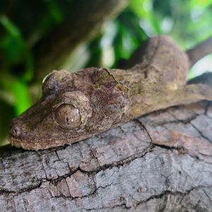 Common Flat-Tailed Gecko (Uroplatus fimbriatus)