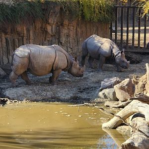 Indian Rhino Mother and Calf