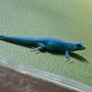 Electric Blue Gecko (Lygodactylus williamsi)