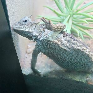 Giant Horned Lizard (Phrynosoma asio)