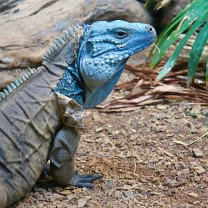Blue Iguana (Cyclura lewisi)