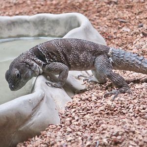 Collared Malagasy Swift (Oplurus cuvieri)