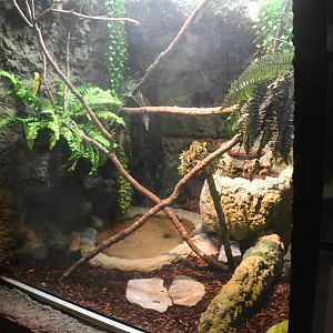 Reptile House (Green Tree Python exhibit)