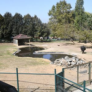 Asian Plains exhibit (Water Buffalo and Blackbuck)