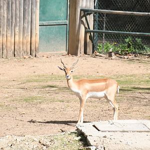 Blackbuck