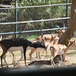 Blackbuck