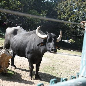 Water Buffalo