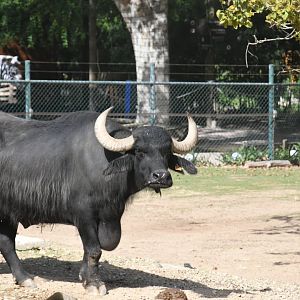 Water Buffalo