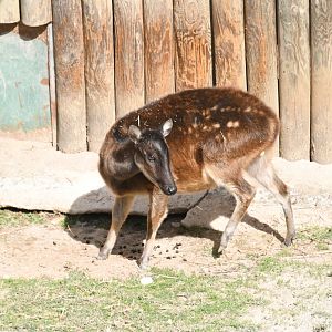 Visayan Spotted Deer