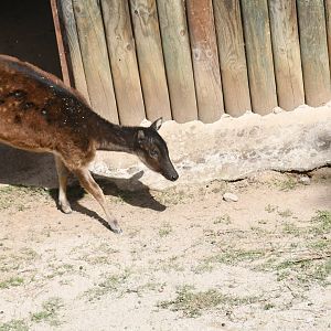 Visayan Spotted Deer