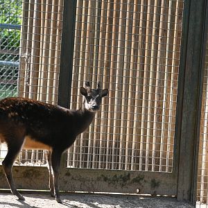 Visayan Spotted Deer