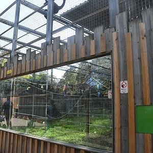 Black-faced Black Spider Monkeys exhibit