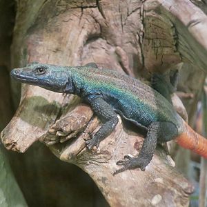 Common Flat Lizard (Platysaurus intermedius)