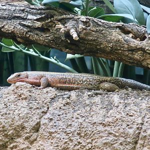 Malagasy Zonosaur (Zonosaurus madagascariensis)