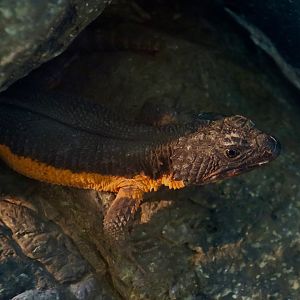 Mozambique Girdled Lizard (Smaug mossambicus)