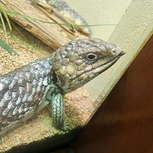Shingleback Skink (Tiliqua rugosa)