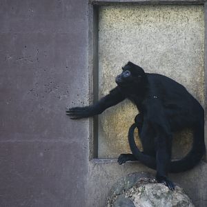 Black-faced Black Spider Monkey