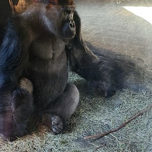 Western Lowland Gorilla