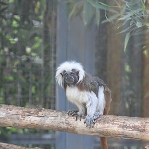 Cottontop Tamarin