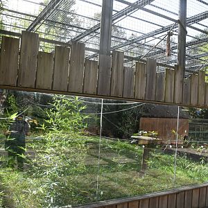 Lemurs exhibit (Ring-tailed and Black-and-white Ruffed Lemurs)